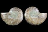 Cut & Polished Ammonite Fossil - Agatized #78363-1
